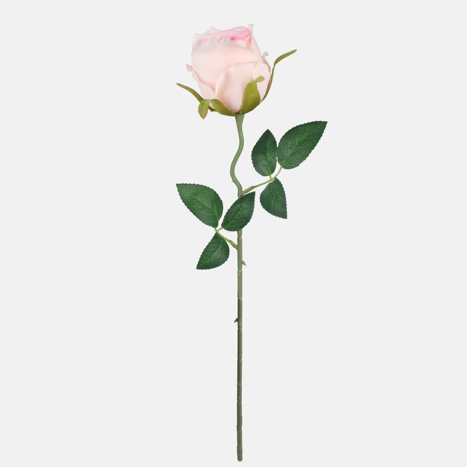 Róża w pąku, Pink G482-02