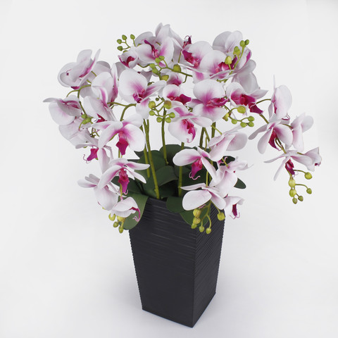 Orchid, Pink/White L765L-02