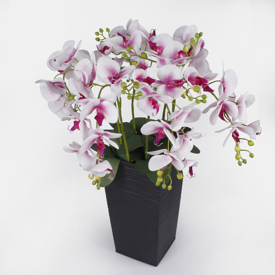 Orchid, Pink/White L765L-02