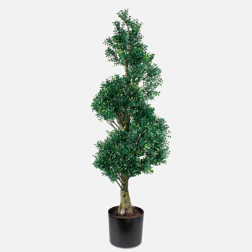 Bukszpan 1,24 m, Green D110