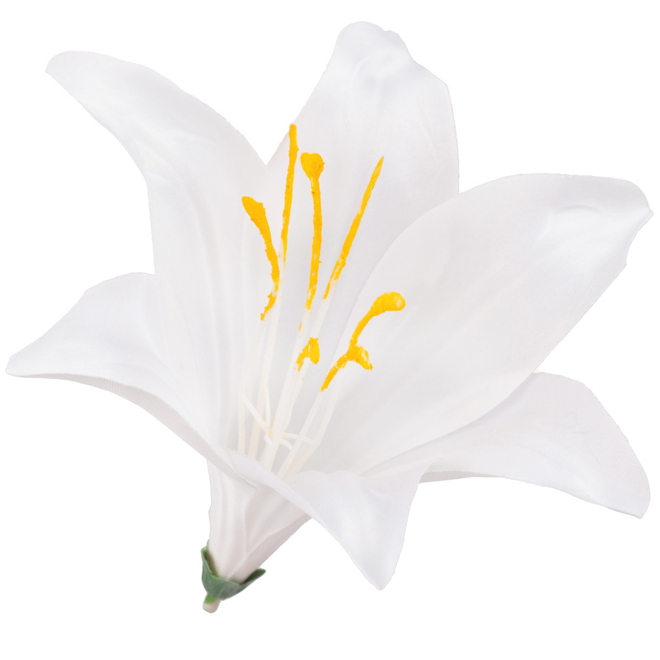 Lilia satynowa, Pure White W374-05