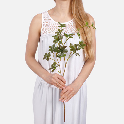 Pittosporum F619L