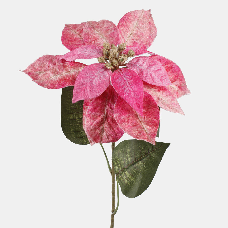 Velvet poinsettia, Pink L883S-01