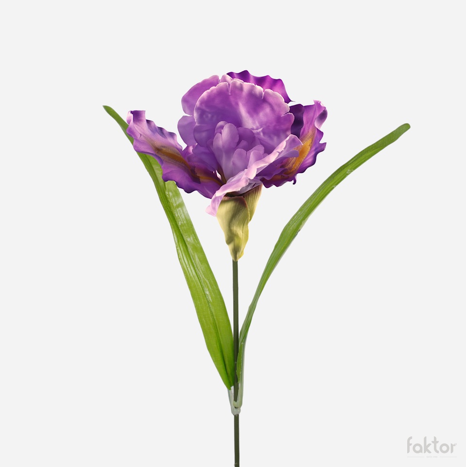 Iris, Lavender G425-01