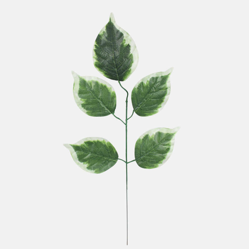 Pothos, Green/White Edge F172-01