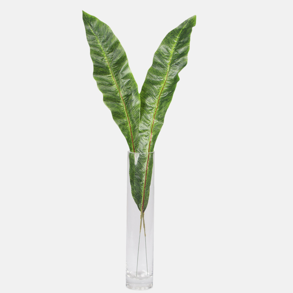 Asplenium leaf, Green A409