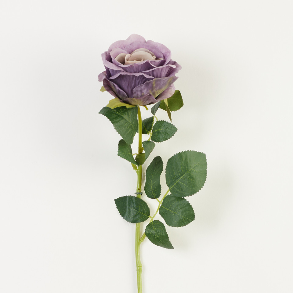 Róża – gałązka, autumn violet B60-46