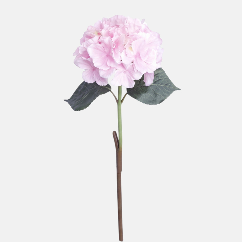 Hortensja gumowana, Lt. Pink BGK096-02