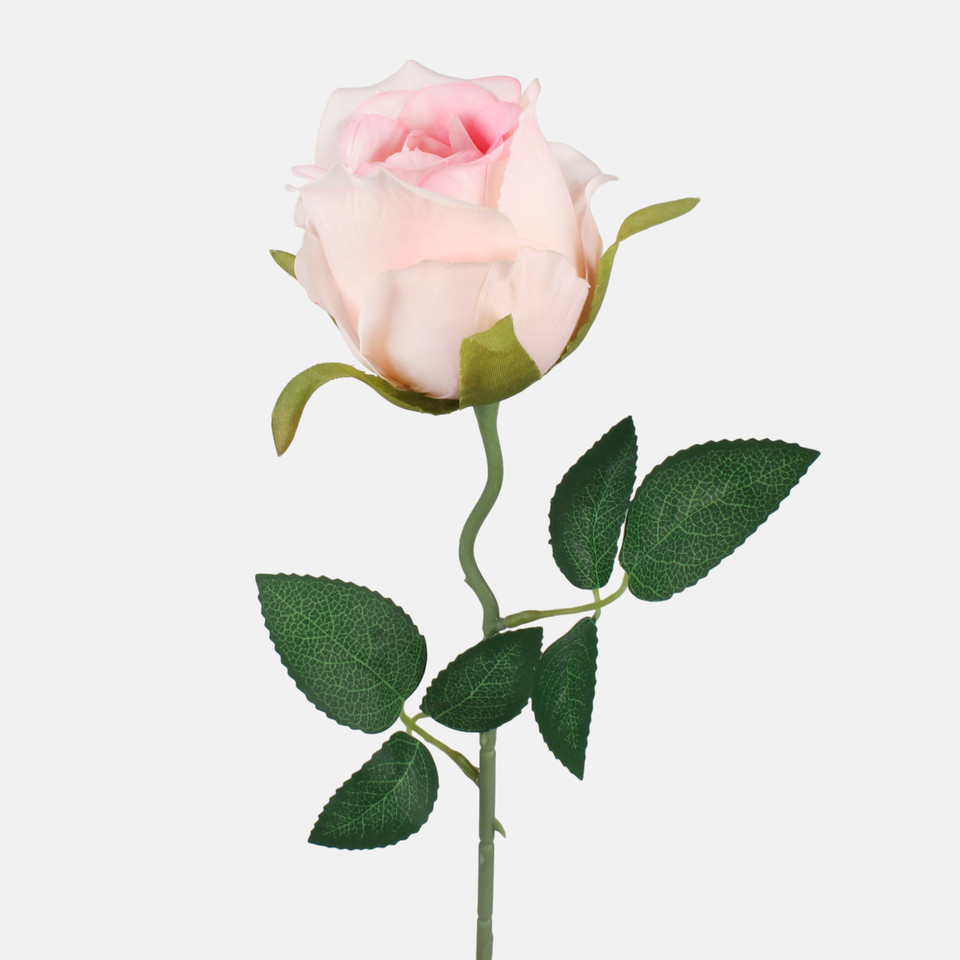 Róża w pąku, Pink G482-02