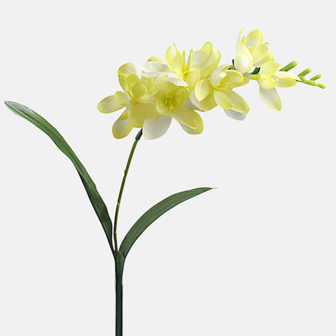 Freesia, Lt. Green G469-03