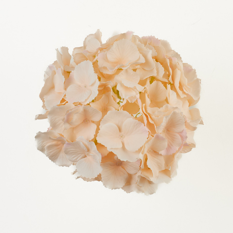 Hydrangea, Cream/Lt. Pink B28-25