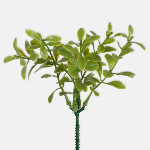 Bilberry A241