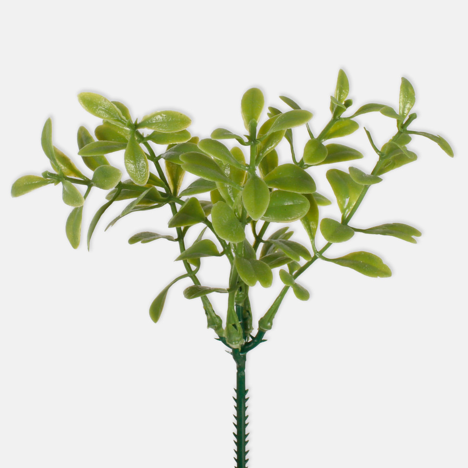 Bilberry, Green A241