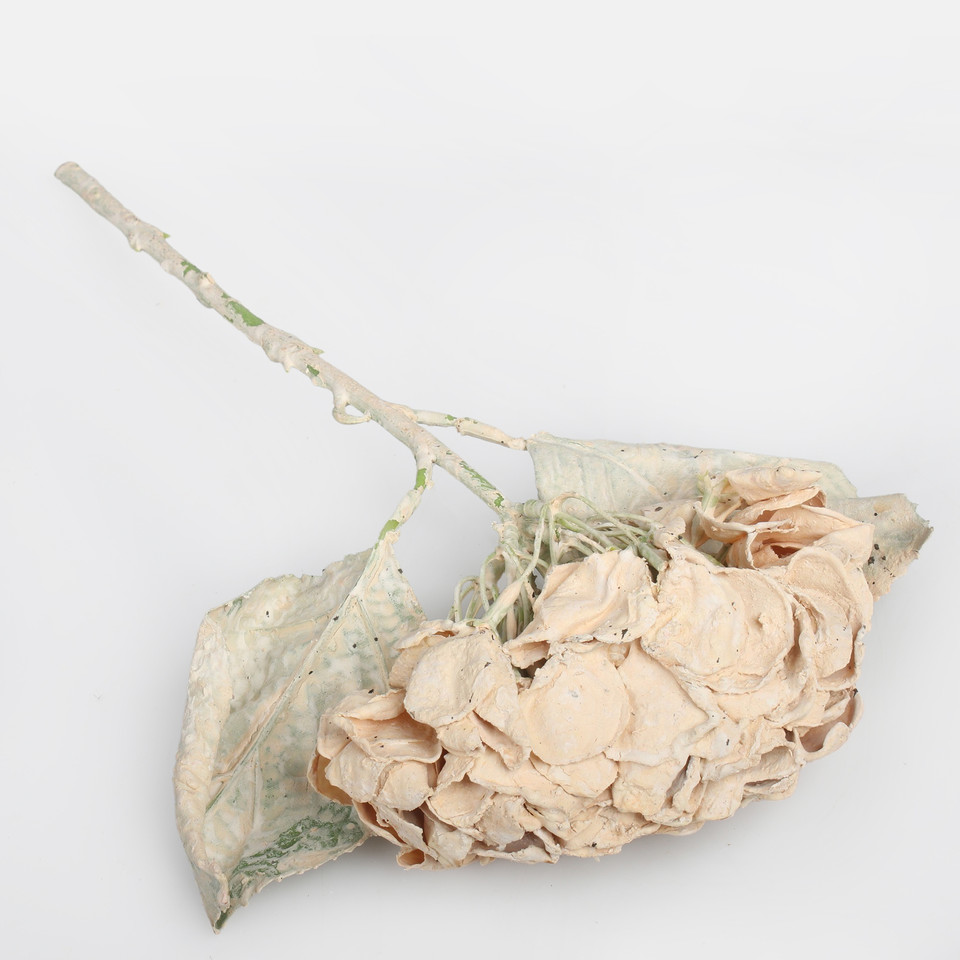 Hortensja, Beige G462-02