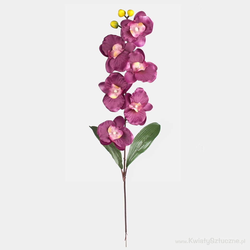 Orchid, Purple L160-08