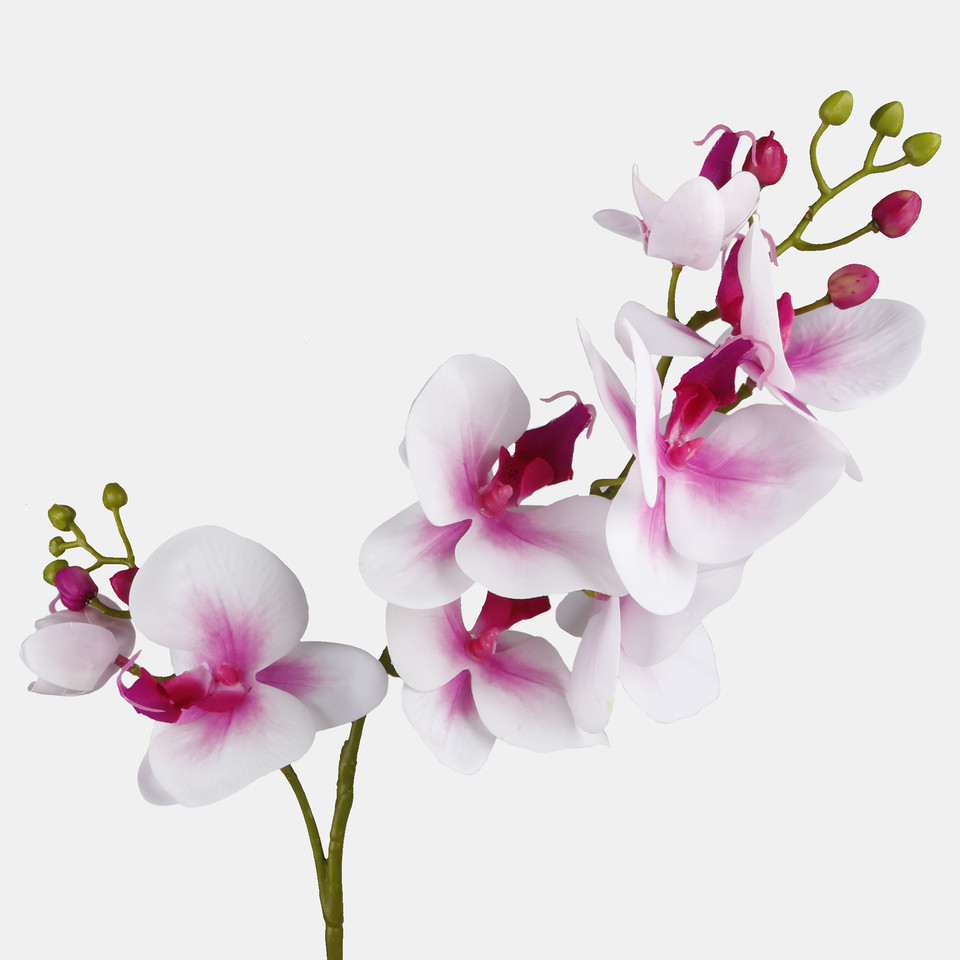 Orchid, Pink/White L765L-02