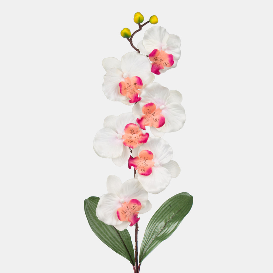 Orchid, Cream/Burgundy L160-02