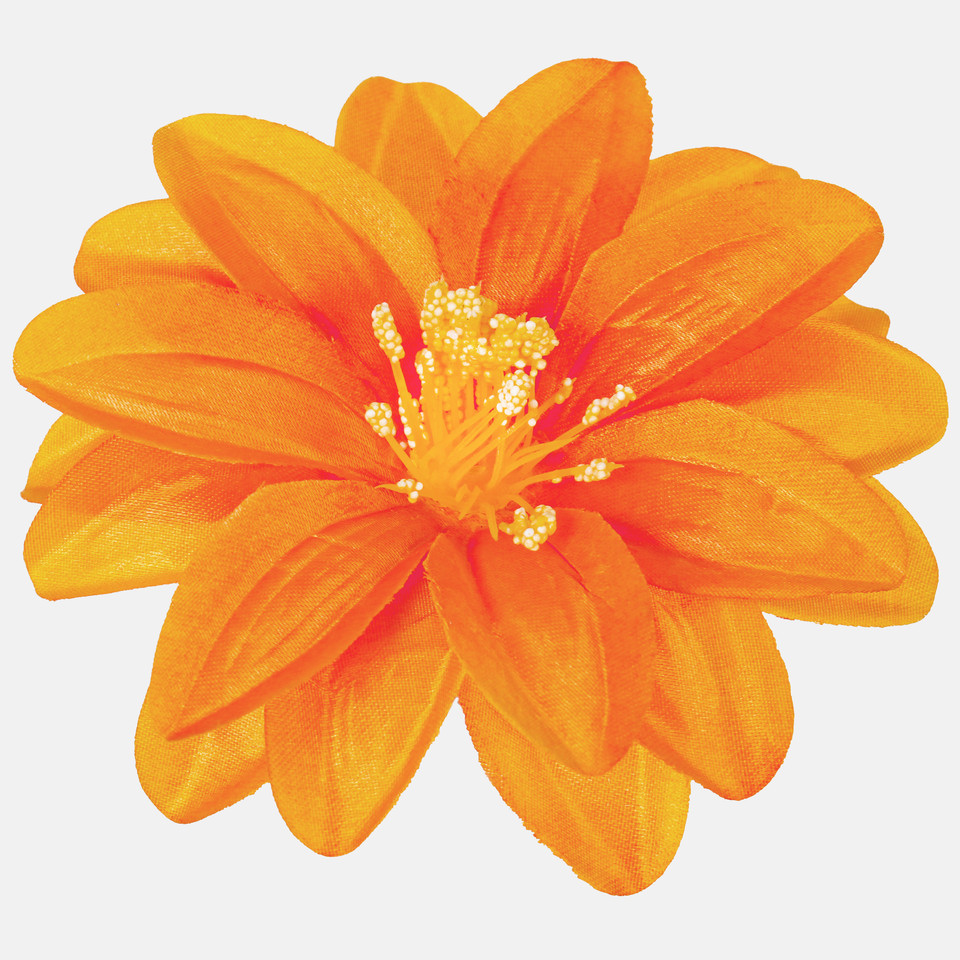 Dalia satynowa, Orange W624-11
