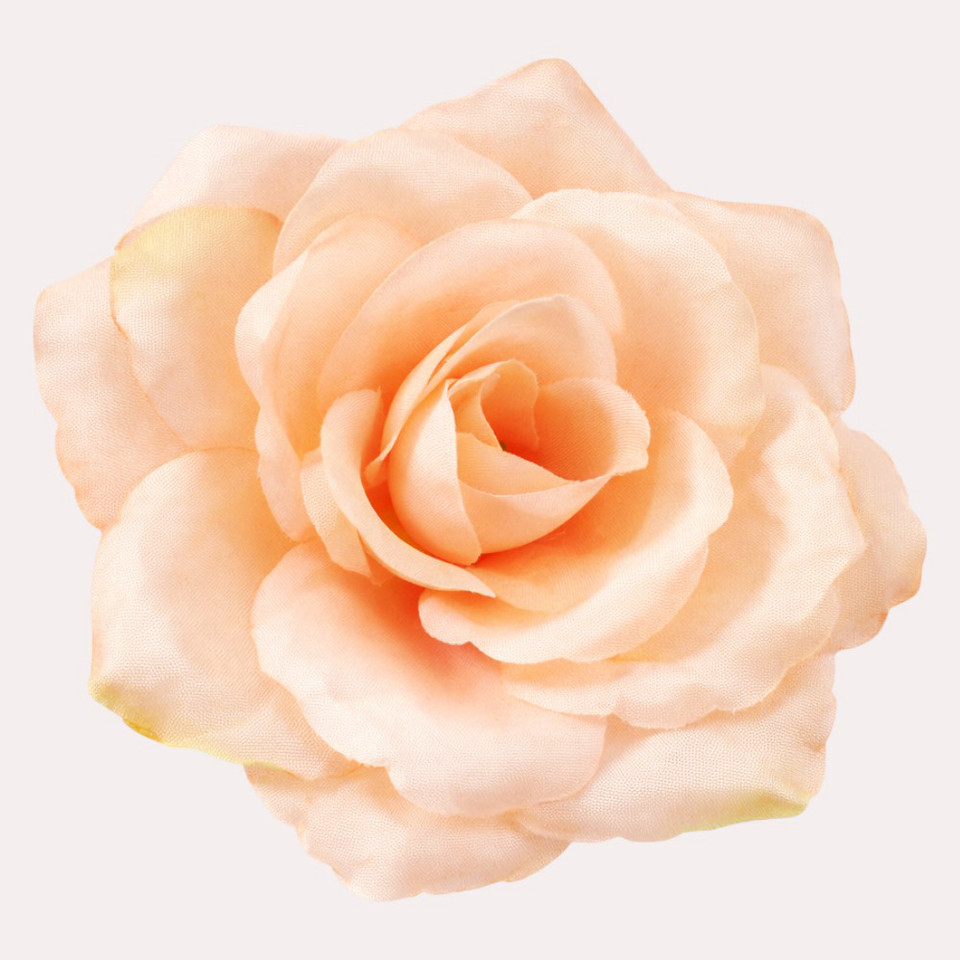 Róża, Peach/Green Edge W751-07
