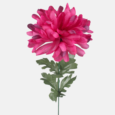 Chrysanthemum G429