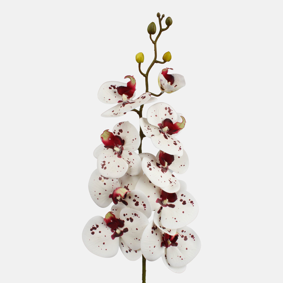 Orchid, White/Burgundy L768L-05