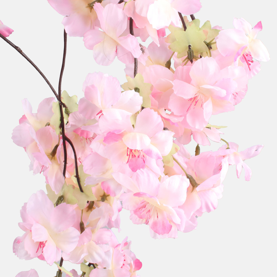 Jabłoń, T.T. Pink L874-02