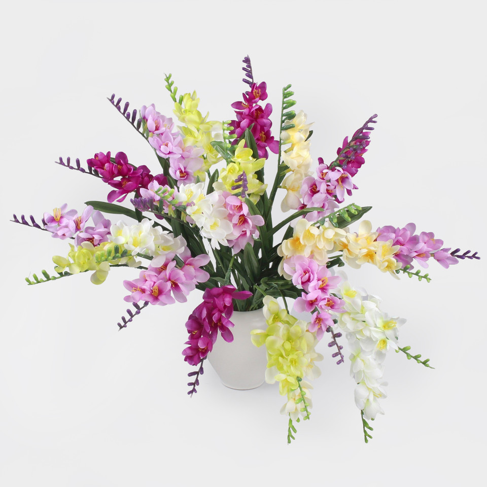 Freesia, Mix 1 G469-01
