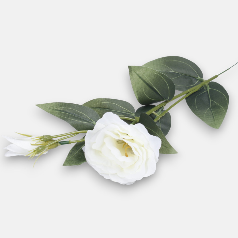 Eustoma, Cream G426-02