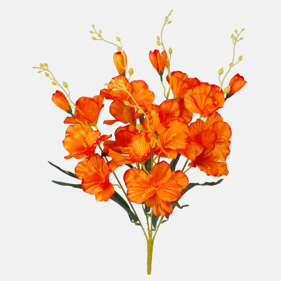 Gladiolus x 5, Mix 1 QA053-01