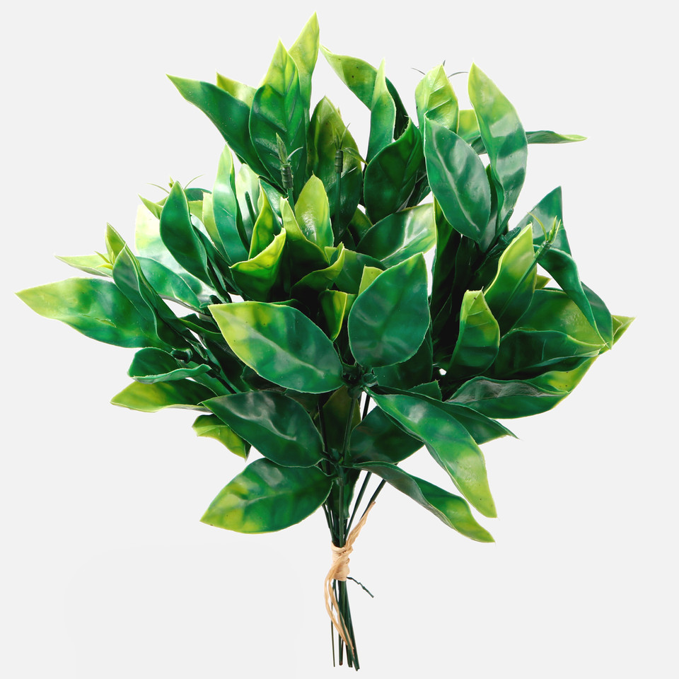 Hoya, Green A073-01