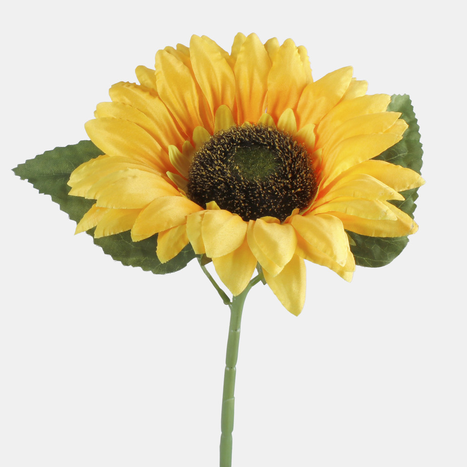 Sunflower, T.T. Yellow L773-01