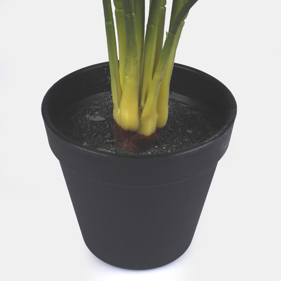 Calathea in pot, T.T. Green Z216-01