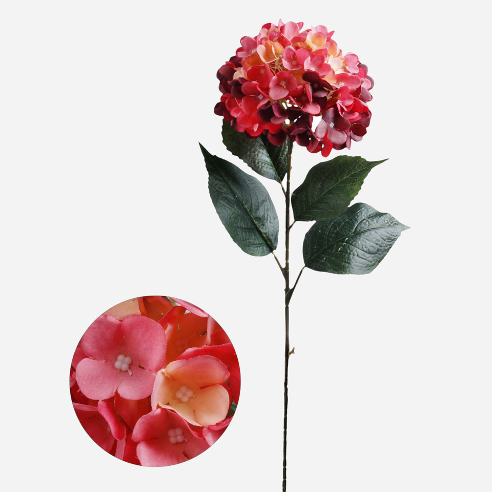 Hydrangea, Beauty L911-05