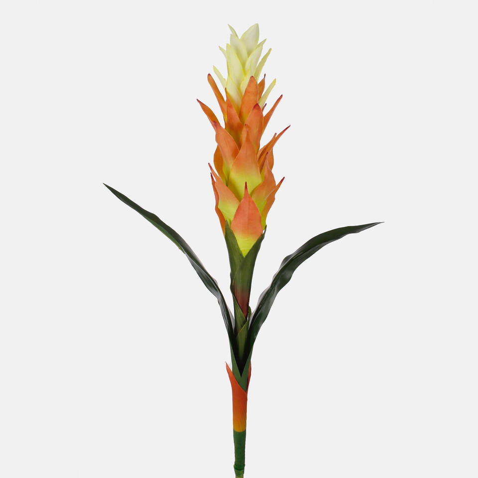 Pineapple, Mix 1 L815-01