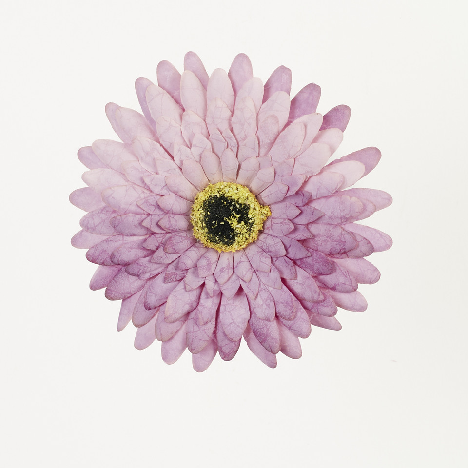 Gerbera – główka drukowana, violet B75-05