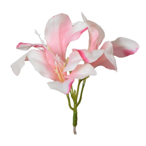 Amarylis, Lt. Pink W168-03