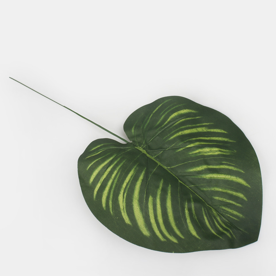Philodendron leaf, Green A687