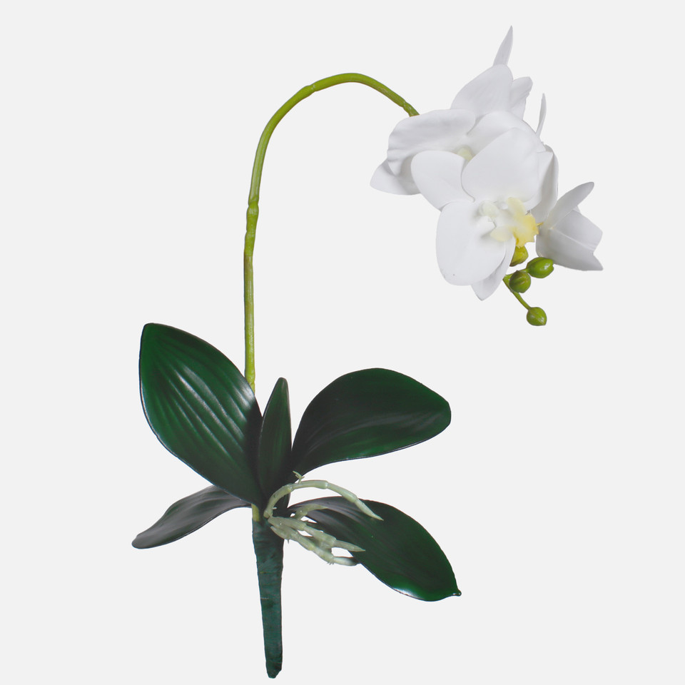 Orchid, Cream/Yellow G423L-02
