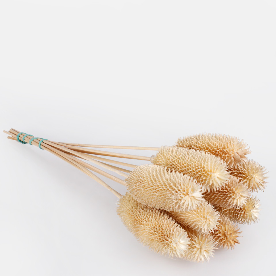 Dried natural thistle, White Y607-01