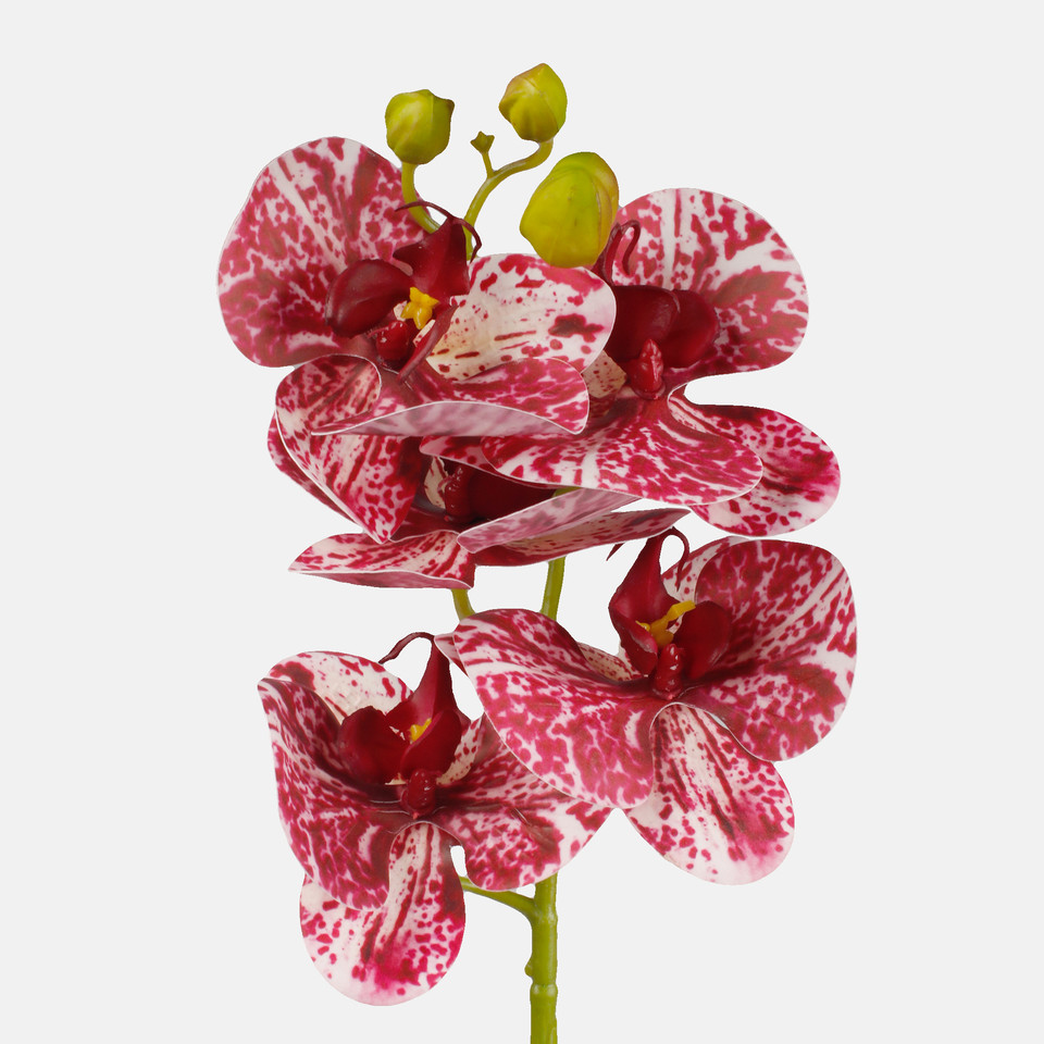 Orchid, Burgundy L513L-02