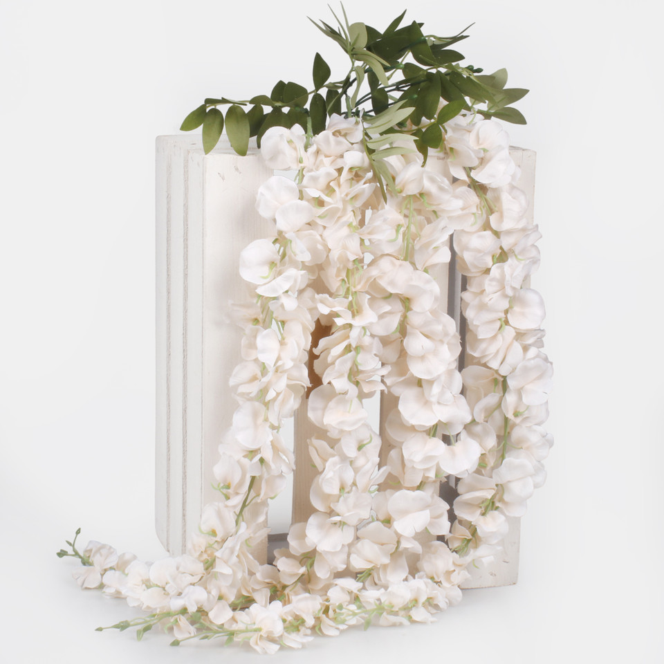 Wisteria x 4, Champagne K118-02