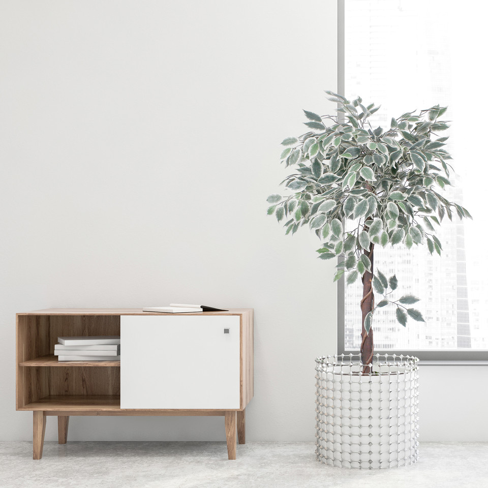 Ficus 1.20 m, Variegated D075Z-01