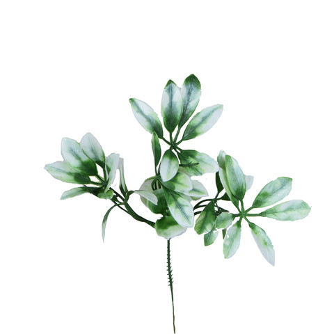 Privet DK067