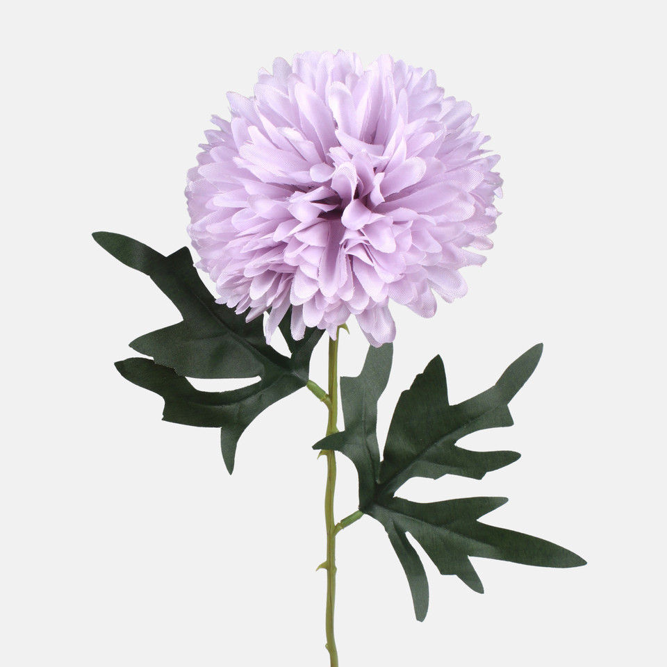 Chrysanthemum, Mix 1 G470-01