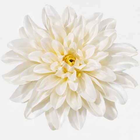 Dalia, Cream W008-02
