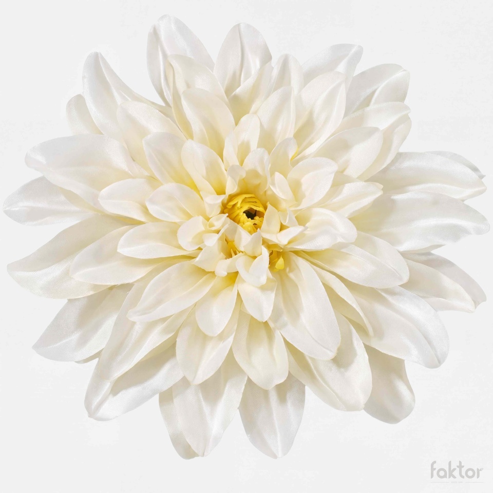 Dalia, Cream W008-02