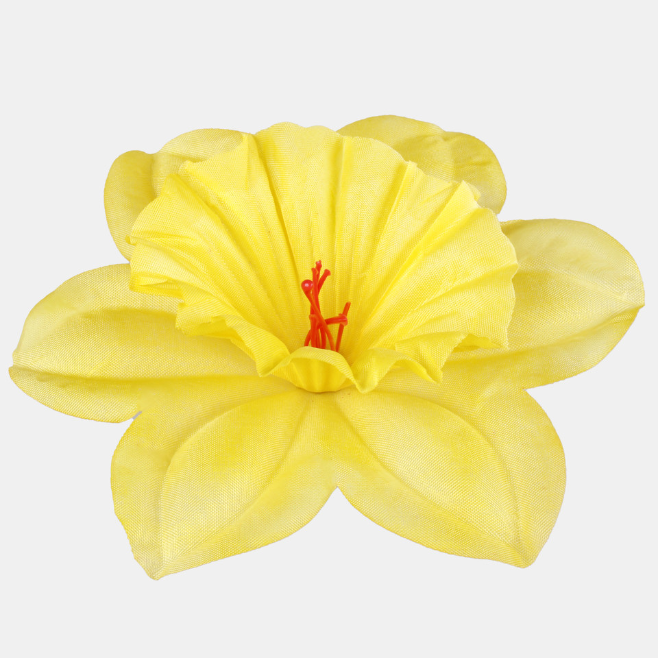 Żonkil, Yellow W275-01
