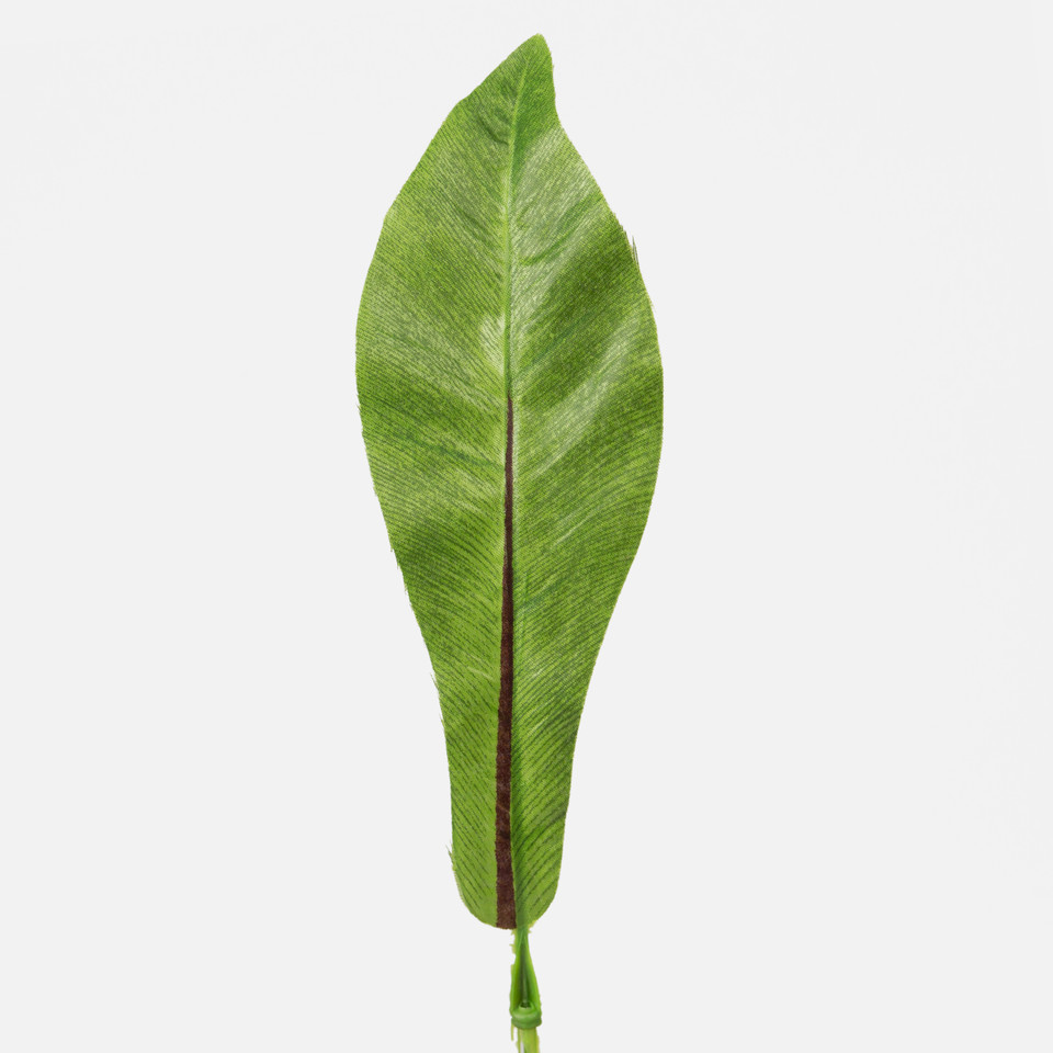 Asplenium leaf, Green A406