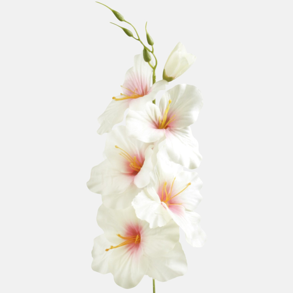 Satin gladiolus, Cream/Pink G190K-27