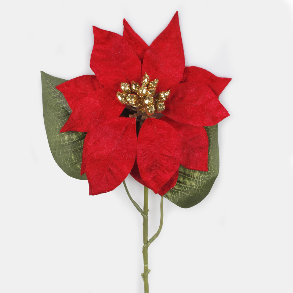 Velvet poinsettia, Red G485S-02